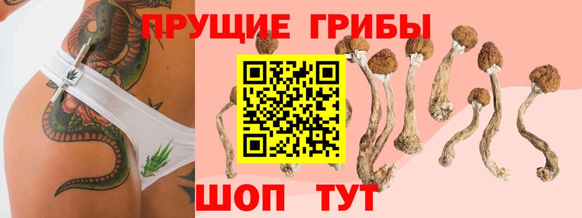 Галлюциногенные грибы Psilocybine cubensis  где купить   Псилоцибиновые грибы Psilocybine cubensis  Белово 